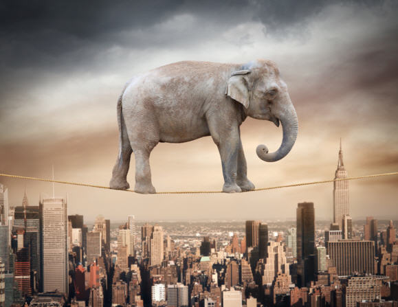 Il mistero dell’elefante