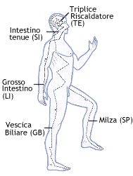 Decorso dei meridiani sulla parte laterale del corpo